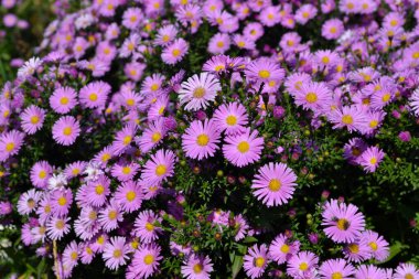 Astra daimi. Doğanın güzel, soyut arka planı. Astra Alpine. Aster alpinüsü