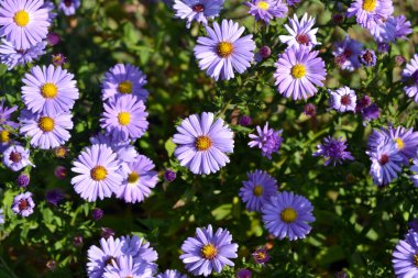 Astra daimi. Astra Alpine. Doğanın güzel, soyut arka planı. Aster alpinüsü