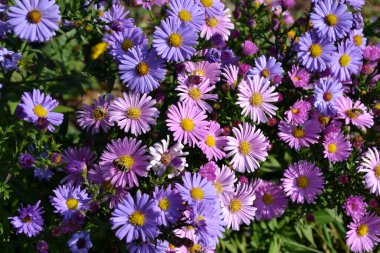 Astra daimi. Astra Alpine. Doğanın güzel çiçek arkaplanı. Aster alpinüsü