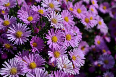Aster alpinus. Doğanın güzel, soyut arka planı. Astra daimi. Astra Alpine. Yaz manzarası. Çiçekçilik