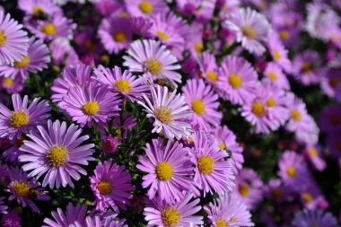 Aster alpinus. Doğanın güzel, soyut arka planı. Astra daimi. Astra Alpine. Yaz manzarası. Çiçekçilik, ev