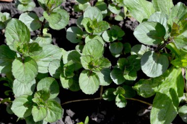 Naneli. Mentha. Nane şekeri. Doğanın güzel bitkisel soyut arka planı. Yaz manzarası. Çiçekçilik, ev çiçeği yatağı. Hoş kokulu yemyeşil yapraklar. Ev, bahçe.