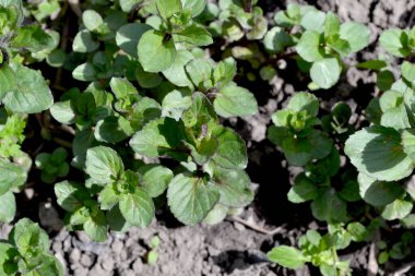 Naneli. Mentha. Nane şekeri. Doğanın güzel bitkisel soyut arka planı. Yaz manzarası. Çiçekçilik, ev çiçeği yatağı. Hoş kokulu yemyeşil yapraklar. Ev