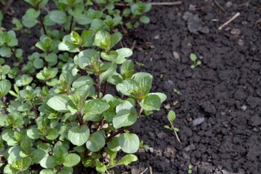 Naneli. Mentha. Nane şekeri. Doğanın güzel bitkisel soyut arka planı. Yaz manzarası. Çiçekçilik, ev çiçeği yatağı. Hoş kokulu yemyeşil yapraklar. Ev, bahçe, çiçek tarhı