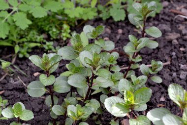 Naneli. Mentha. Doğanın güzel bitkisel soyut arka planı. Nane şekeri. Yaz manzarası. Çiçekçilik, ev çiçeği yatağı. Hoş kokulu yemyeşil yapraklar. Ev, bahçe.