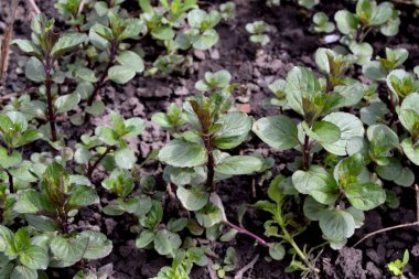 Naneli. Doğanın güzel bitkisel soyut arka planı. Mentha. Nane şekeri. Yaz manzarası. Çiçekçilik, ev çiçeği yatağı. Hoş kokulu yemyeşil yapraklar. Ev, bahçe.