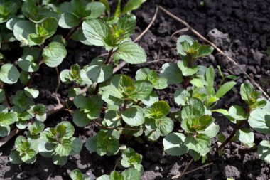 Doğanın güzel bitkisel soyut arka planı. Naneli. Mentha. Nane şekeri. Yaz manzarası. Çiçekçilik, ev çiçeği yatağı. Hoş kokulu yemyeşil yapraklar. Ev