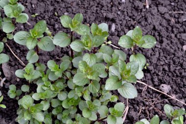 Naneli. Mentha. Nane şekeri. Doğanın güzel bitkisel soyut arka planı. Yaz. Çiçekçilik, ev çiçeği yatağı. Hoş kokulu yemyeşil yapraklar.