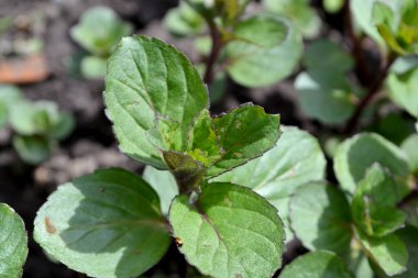 Naneli. Mentha. Doğanın güzel bitkisel soyut arka planı. Nane şekeri. Yaz. Çiçekçilik, ev çiçeği yatağı. Hoş kokulu yemyeşil yapraklar.