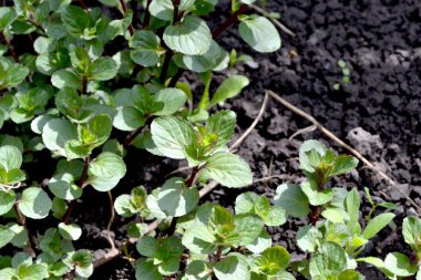 Doğanın güzel bitkisel soyut arka planı. Naneli. Mentha. Nane şekeri. Yaz manzarası. Çiçekçilik, ev çiçeği yatağı. Hoş kokulu yemyeşil yapraklar.