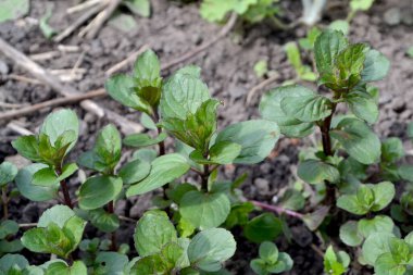 Doğanın güzel bitkisel soyut arka planı. Naneli. Mentha. Yaz manzarası. Çiçekçilik, ev çiçeği yatağı. Hoş kokulu yemyeşil yapraklar. Ev