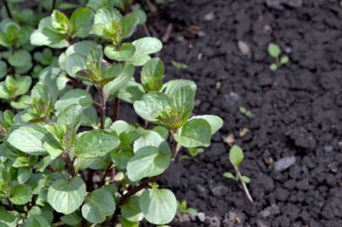 Doğanın güzel arka planı. Naneli. Mentha. Nane şekeri. Çiçekçilik, ev çiçeği yatağı. Hoş kokulu yemyeşil yapraklar.