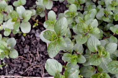 Naneli. Mentha. Doğanın güzel bitkisel arka planı. Nane şekeri. Hoş kokulu yemyeşil yapraklar.
