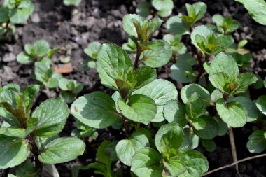 Naneli. Mentha. Doğanın güzel bitkisel soyut arka planı. Nane şekeri. Yaz manzarası. Çiçekçilik, ev çiçeği yatağı. Hoş kokulu yemyeşil yapraklar.