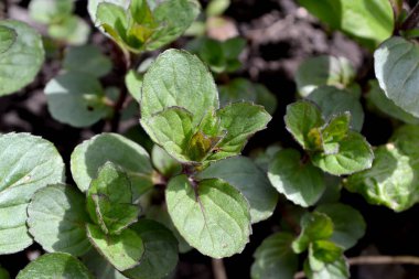 Naneli. Mentha. Doğanın güzel bitkisel soyut arka planı. Nane şekeri. Çiçekçilik, ev çiçeği yatağı. Hoş kokulu yemyeşil yapraklar.