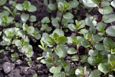 Naneli. Doğanın güzel bitkisel arka planı. Mentha. Nane şekeri. Hoş kokulu yemyeşil yapraklar.