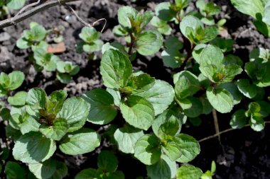 Doğanın güzel bitkisel soyut arka planı. Naneli. Mentha. Nane şekeri. Yaz. Çiçekçilik, ev çiçeği yatağı. Hoş kokulu yemyeşil yapraklar.