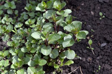 Doğanın güzel arka planı. Naneli. Mentha. Nane şekeri. Çiçekçilik, ev. Hoş kokulu yemyeşil yapraklar.