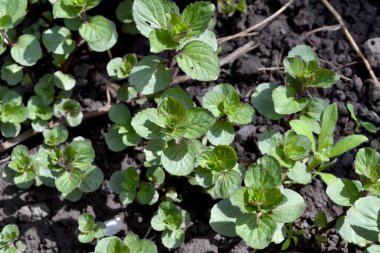 Doğanın güzel arka planı. Naneli. Mentha. Nane şekeri. Çiçekçilik. Hoş kokulu yemyeşil yapraklar.