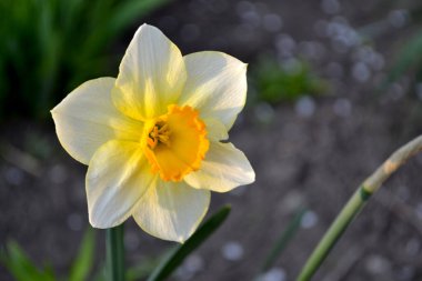 Narcissus. Nergis çiçeği. Narin sarı çiçekler, uzun ömürlü bitkiler. Doğanın güzel, soyut arka planı. Bahar manzarası. Çiçekçilik, ev çiçeği yatağı. Ev, bahçe, çiçek tarhı