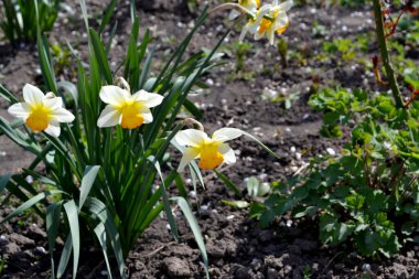 Narcissus. Nergis çiçeği. Doğanın güzel, soyut arka planı. Bahar manzarası. Çiçekçilik, ev. Zarif sarı çiçekler.