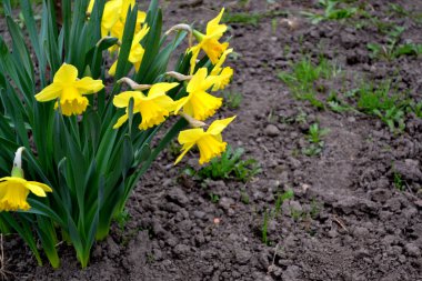 Narcissus. Doğanın güzel, soyut arka planı. Bahar manzarası. Nergis çiçeği. Çiçekçilik, ev çiçeği yatağı. Narin sarı çiçekler, uzun ömürlü bitkiler. Ev, bahçe.