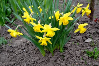 Narcissus. Doğanın güzel, soyut arka planı. Nergis çiçeği. Bahar manzarası. Çiçekçilik, ev çiçeği yatağı. Zarif sarı çiçekler, daimi bitki