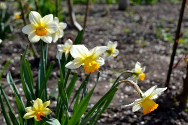 Narcissus. Doğanın güzel, soyut arka planı. Nergis çiçeği. Bahar manzarası. Çiçekçilik, ev çiçeği yatağı. Narin sarı çiçekler, uzun ömürlü bitkiler. Ev, bahçe, çiçek tarhı
