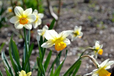 Nergis çiçeği. Narcissus. Doğanın güzel, soyut arka planı. Bahar manzarası. Çiçekçilik, ev. Zarif sarı çiçekler.