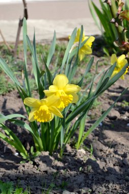 Narcissus. Nergis çiçeği. Narin sarı çiçekler, uzun ömürlü bitkiler. Doğanın güzel, soyut arka planı. Bahar manzarası. Çiçekçilik