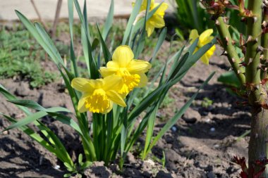 Narcissus. Nergis çiçeği. Narin sarı çiçekler, uzun ömürlü bitkiler. Doğanın güzel, soyut arka planı. Bahar manzarası