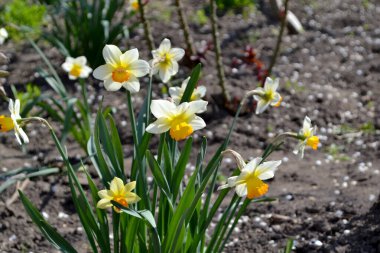 Narcissus. Nergis çiçeği. Doğanın güzel çiçek arkaplanı. Zarif sarı çiçekler.