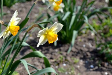 Narcissus. Nergis çiçeği. Doğanın güzel, soyut arka planı. Bahar manzarası. Çiçekçilik, ev çiçeği yatağı. Zarif sarı çiçekler, daimi bitki