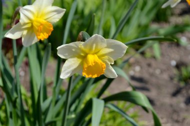 Narcissus. Nergis çiçeği. Doğanın güzel, soyut arka planı. Bahar manzarası. Çiçekçilik, ev çiçeği yatağı. Zarif sarı çiçekler, daimi.