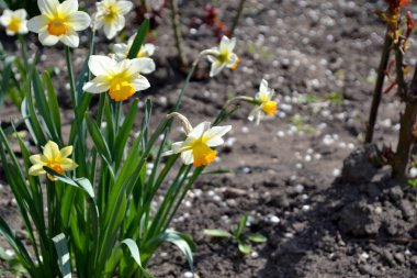 Narcissus. Nergis çiçeği. Doğanın güzel, soyut arka planı. Zarif sarı çiçekler.