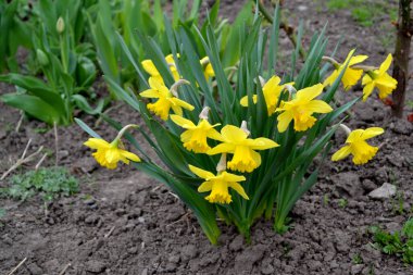 Narcissus. Doğanın güzel, soyut arka planı. Nergis çiçeği. Çiçekçilik, ev. Zarif sarı çiçekler, daimi.