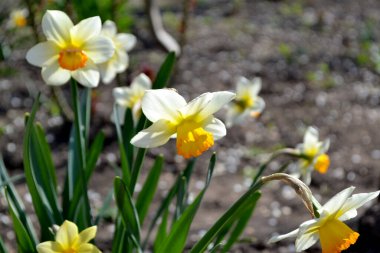 Nergis çiçeği. Narcissus. Doğanın güzel, soyut arka planı. Bahar manzarası. Zarif sarı çiçekler.