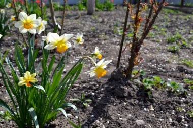 Narcissus. Doğanın güzel, soyut arka planı. Nergis çiçeği. Bahar manzarası. Çiçekçilik, ev çiçeği yatağı. Zarif sarı çiçekler, daimi.