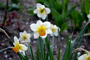 Narcissus. Doğanın güzel arka planı. Nergis çiçeği. Zarif sarı çiçekler, daimi.