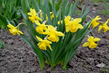 Nergis çiçeği. Narcissus. Doğanın güzel, soyut arka planı. Bahar manzarası. Çiçekçilik, ev çiçeği. Zarif sarı çiçekler.