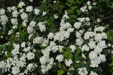 Spirea Wangutta. Spiraea vanhouttei. Doğanın güzel, soyut arka planı. Bahar manzarası. Çiçekçilik, ev çiçeği yatağı. Narin beyaz çiçekler, daimi bitki. Ev, bahçe, çiçek tarhı