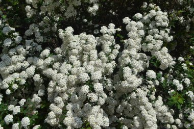 Spirea Wangutta. Doğanın güzel, soyut arka planı. Bahar manzarası. Çiçekçilik, ev çiçeği yatağı. Narin beyaz çiçekler, daimi bitki. Spiraea vanhouttei