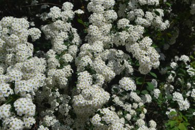 Spirea Wangutta. Doğanın güzel, soyut arka planı. Bahar manzarası. Çiçekçilik, ev çiçeği yatağı. Narin beyaz çiçekler, daimi bitki. Spiraea vanhouttei. Ev, bahçe.