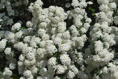 Spirea Wangutta. Doğanın güzel, soyut arka planı. Bahar manzarası. Çiçekçilik, ev çiçeği yatağı. Narin beyaz çiçekler, daimi bitki. Spiraea vanhouttei. Ev