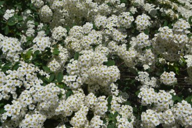 Spirea Wangutta. Doğanın güzel, soyut arka planı. Spiraea vanhouttei. Bahar manzarası. Çiçekçilik, ev çiçeği yatağı. Narin beyaz çiçekler, daimi bitki. Ev, bahçe.