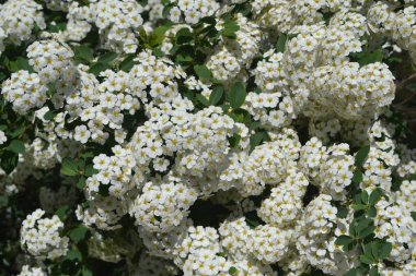 Spirea Wangutta. Doğanın güzel, soyut arka planı. Spiraea vanhouttei. Bahar manzarası. Çiçekçilik, ev çiçeği yatağı. Narin beyaz çiçekler, daimi bitki. Ev, bahçe, çiçek tarhı
