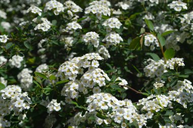 Spiraea vanhouttei. Spirea Wangutta. Doğanın güzel, soyut arka planı. Bahar manzarası. Çiçekçilik, ev çiçeği yatağı. Narin beyaz çiçekler, daimi bitki. Ev, bahçe.