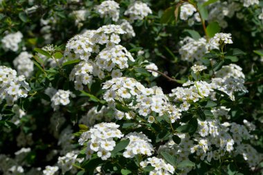 Spiraea vanhouttei. Spirea Wangutta. Doğanın güzel, soyut arka planı. Bahar manzarası. Çiçekçilik, ev çiçeği yatağı. Narin beyaz çiçekler, daimi bitki. Ev, bahçe, çiçek tarhı