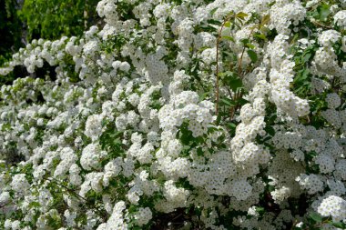 Spiraea vanhouttei. Doğanın güzel, soyut arka planı. Spirea Wangutta. Bahar manzarası. Çiçekçilik, ev çiçeği yatağı. Narin beyaz çiçekler, daimi bitki. Ev, bahçe, çiçek tarhı