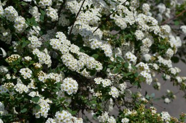Spirea Wangutta. Doğanın güzel, soyut arka planı. Bahar. Narin beyaz çiçekler. Spiraea vanhouttei
